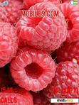 Download mobile theme Raspberries