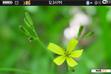 Download mobile theme Little yellow flower