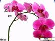 Скачать тему Pink Orchids