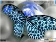 Download mobile theme Butterfly-88Y2r58M1J2U