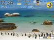 Скачать тему Cute Penguins of South Africa