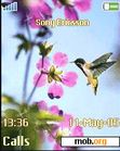 Download mobile theme humming-bird