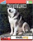 Download mobile theme Puppies