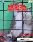 Download mobile theme Kittens