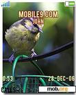 Download mobile theme Blue Tit Theme