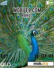 Download mobile theme INDIAN BIRD