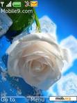 Download mobile theme white rose