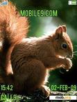 Download mobile theme The Squirrel