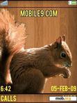 Download mobile theme Squirrel
