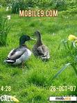 Download mobile theme ducks