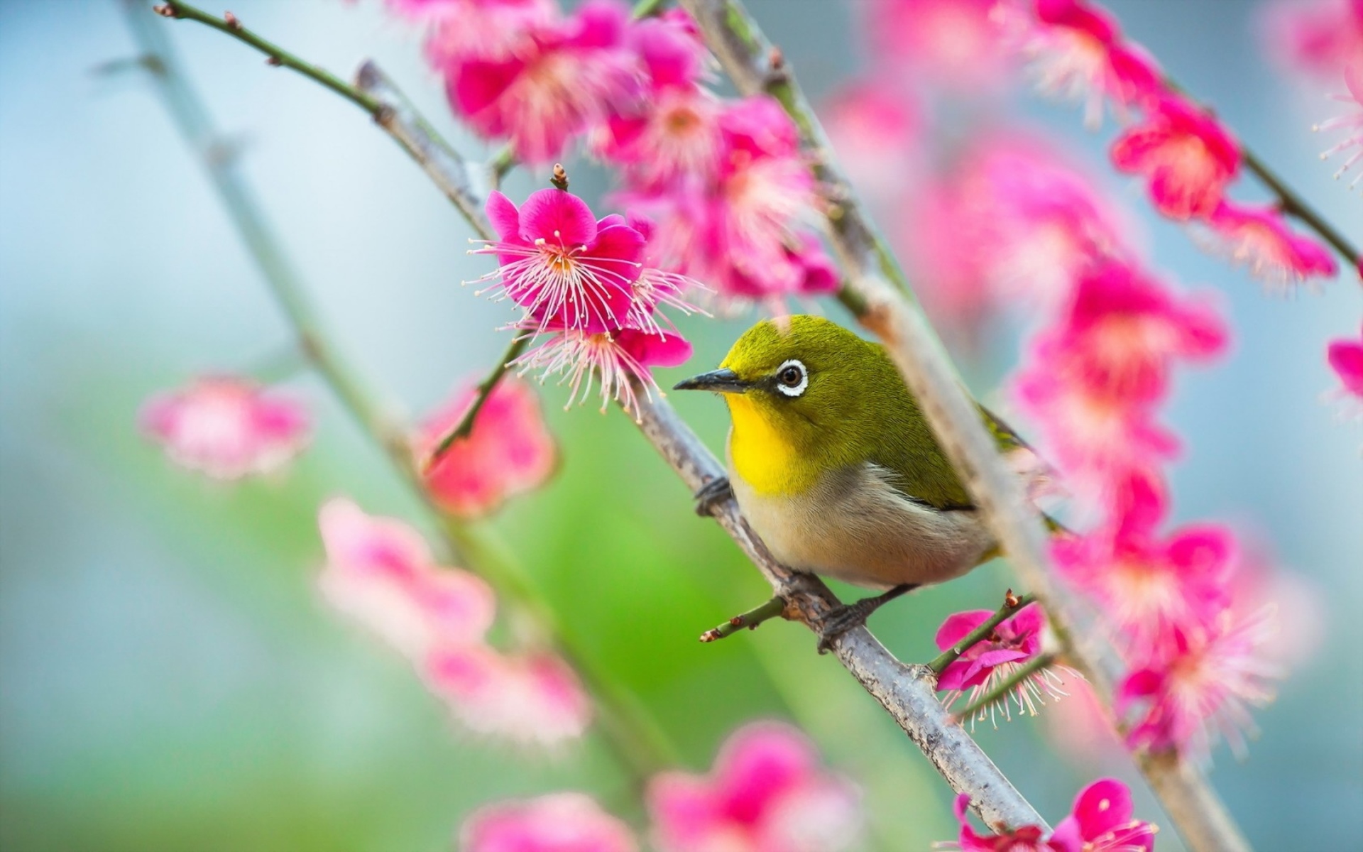 Птица на цветущей ветке