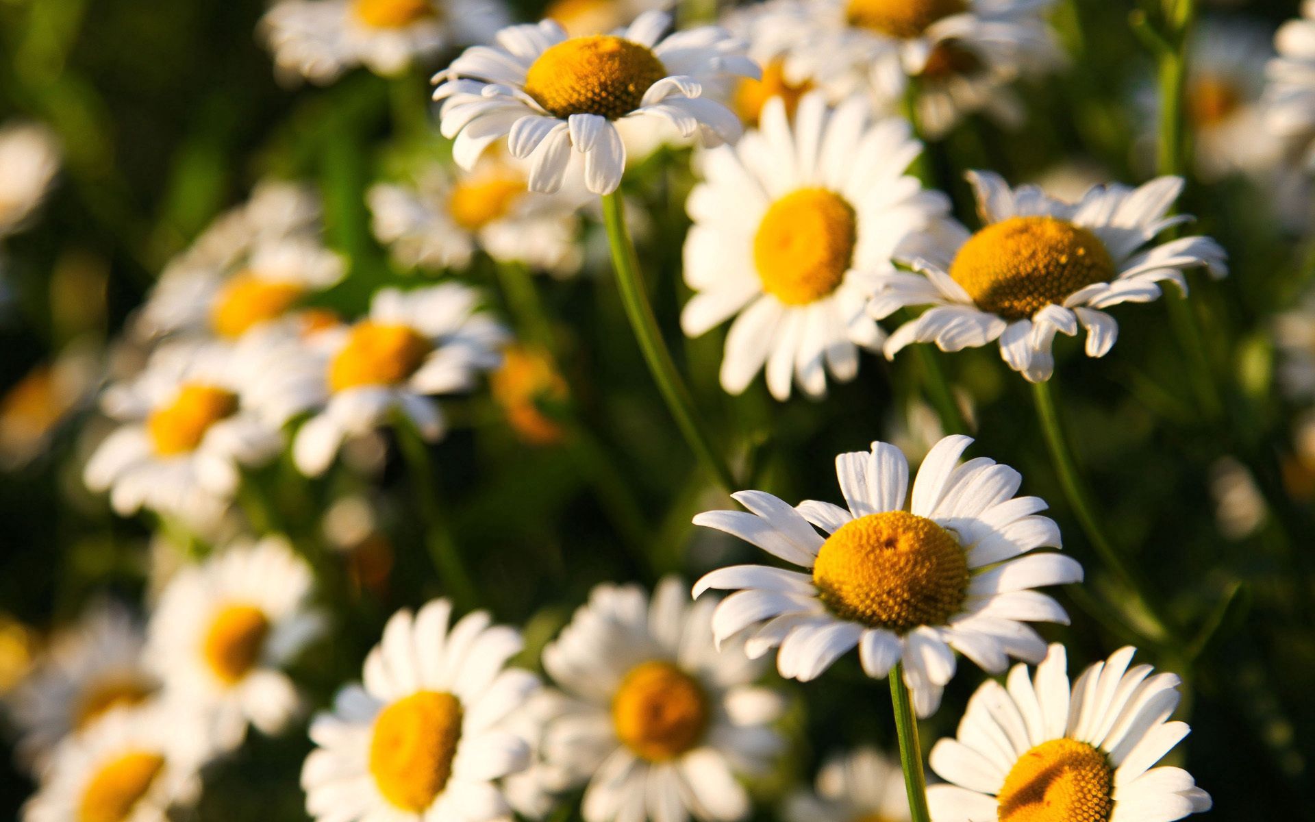 Desktop HD wallpaper: Flowers, Camomile, Macro, Field, Sunny free download ...