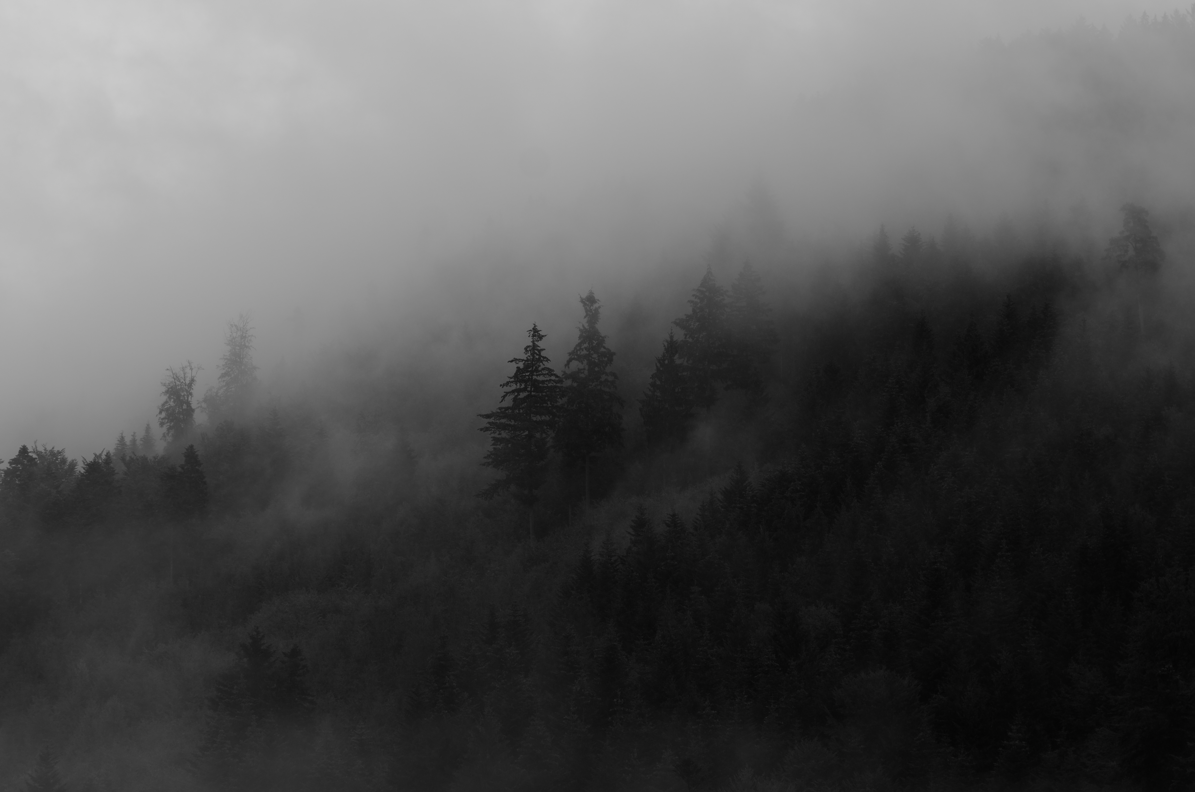 Черный лес в тумане