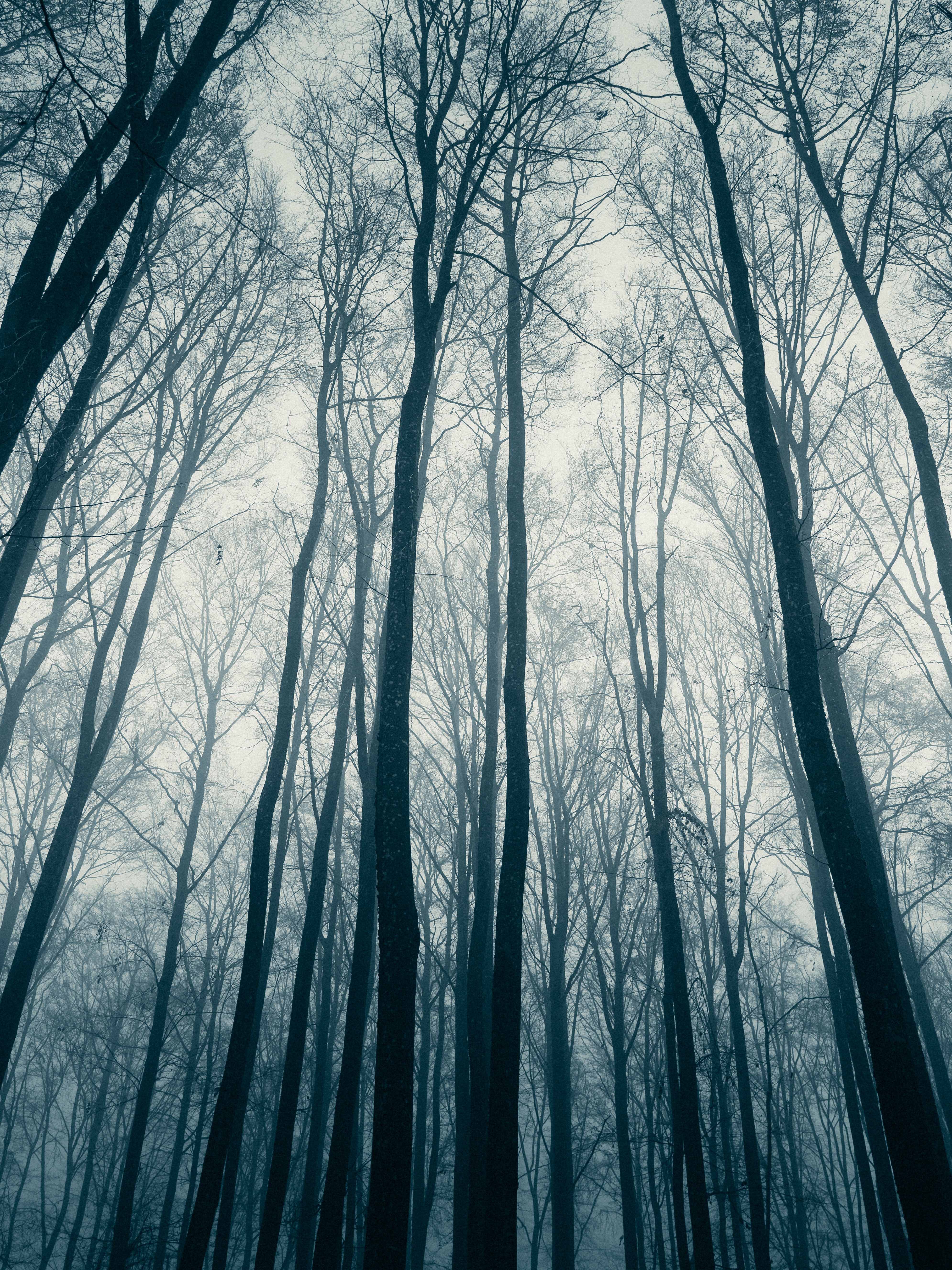 Desktop HD wallpaper: Nature, Trees, Forest, Fog, Haze free download backgr...