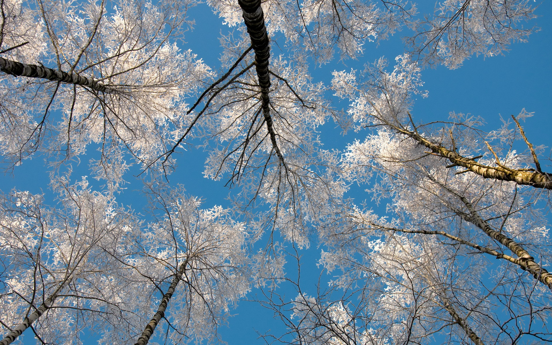 Весна небо деревья