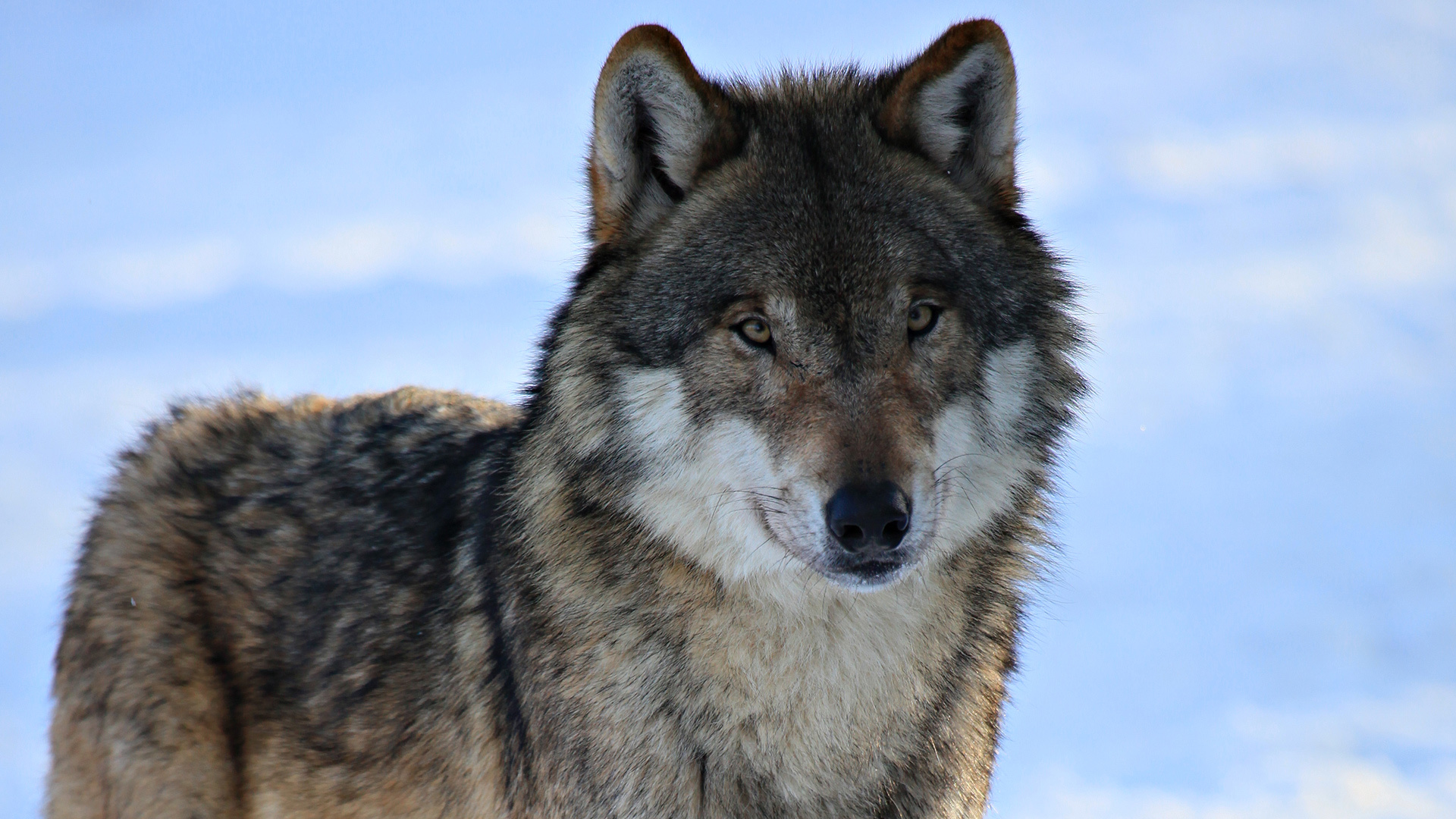 Desktop HD wallpaper: Animals, Wolfs free download background picture #4548...