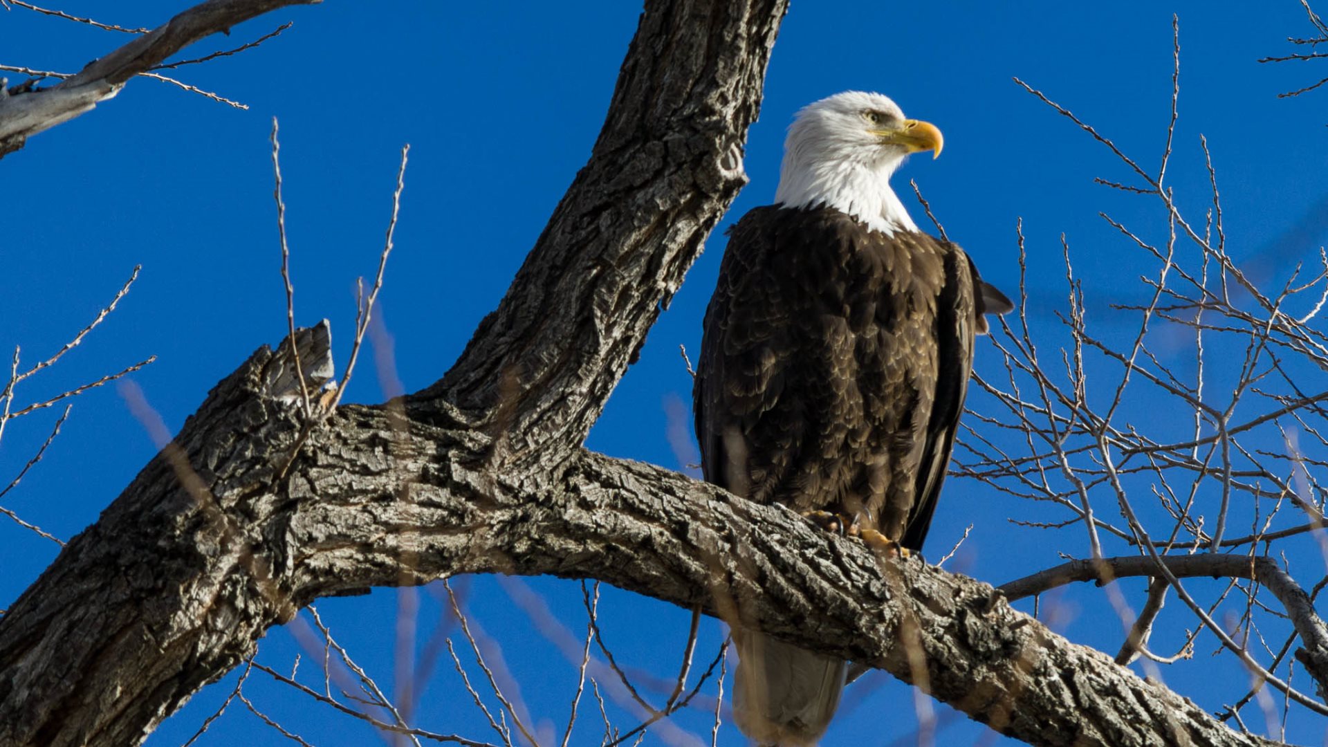 Eagle Tree