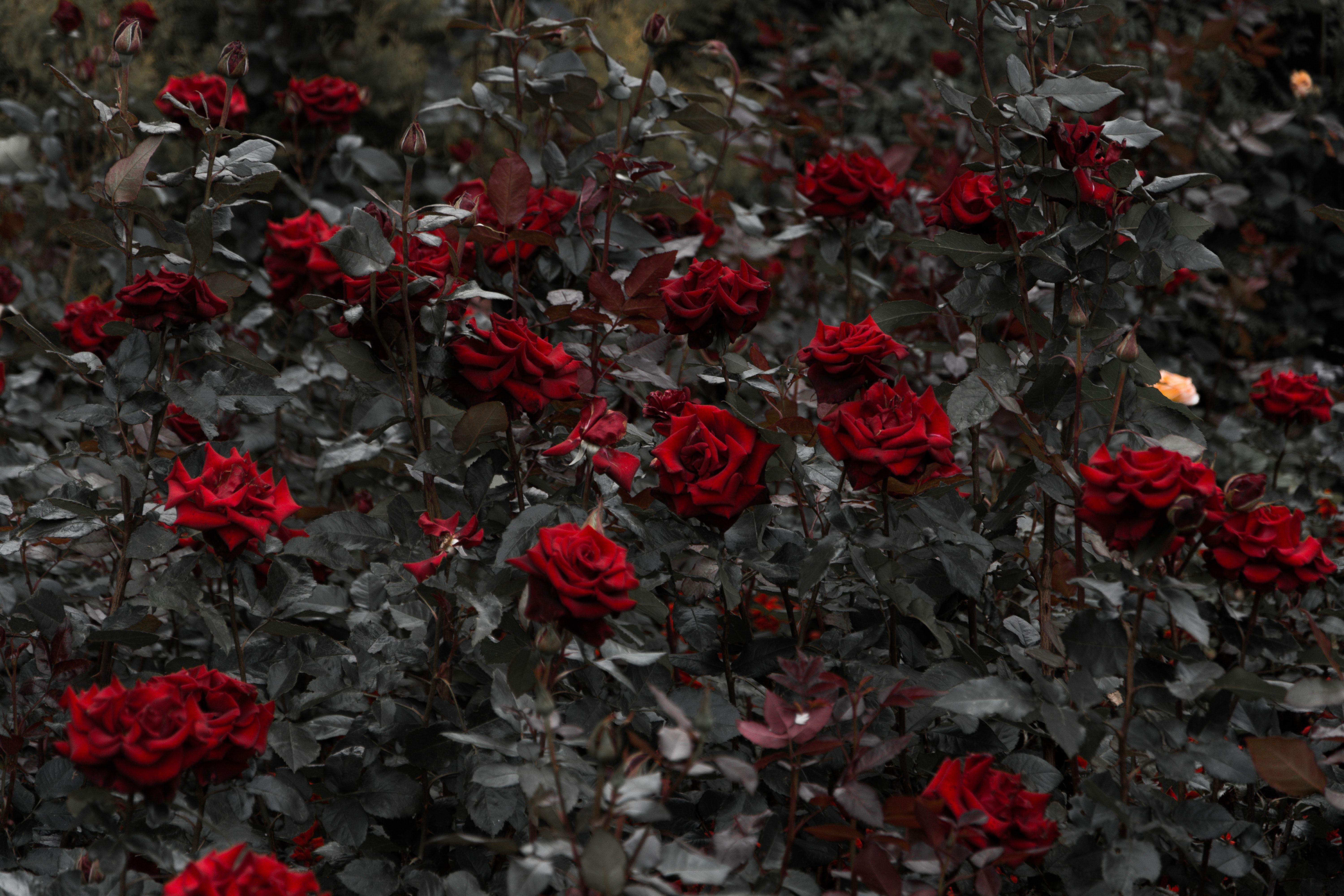 Клумба, Розы, Цветы, Листья, Красный, Цветение, Стебли - обои на рабочий ст...