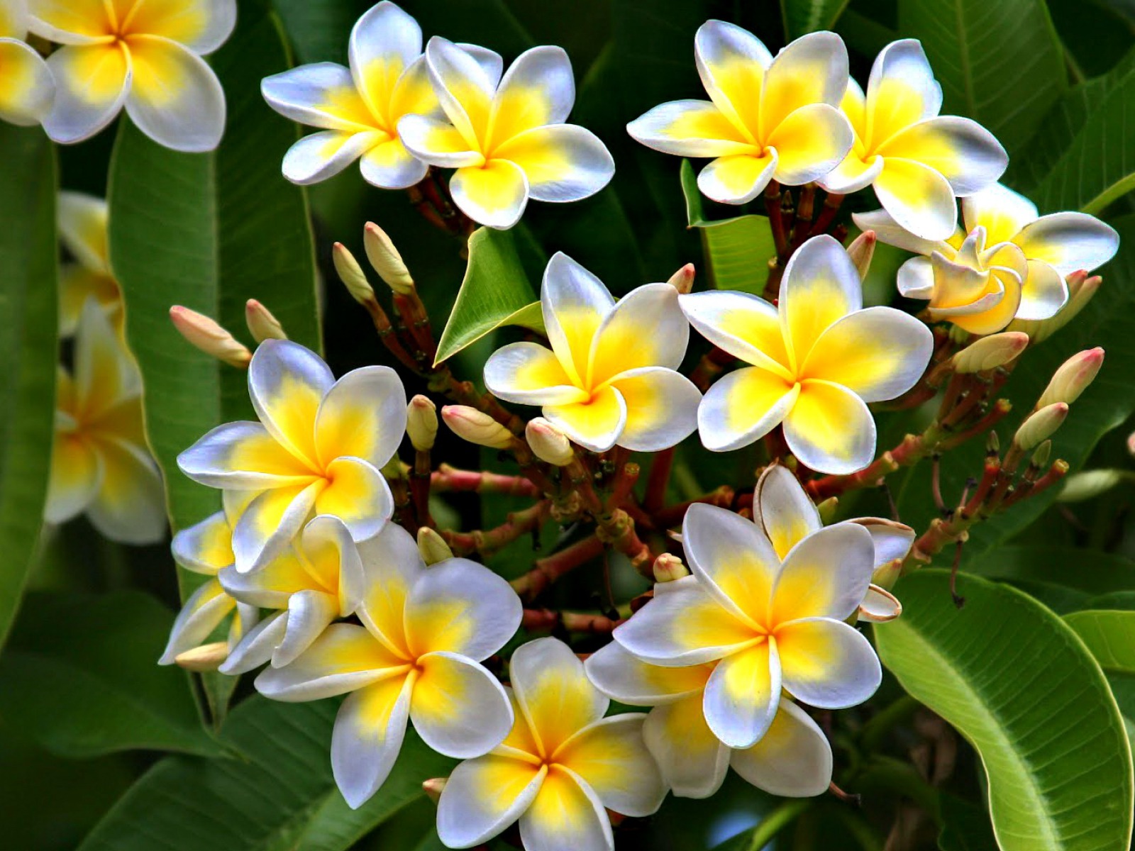 Plumeria Flower White Background