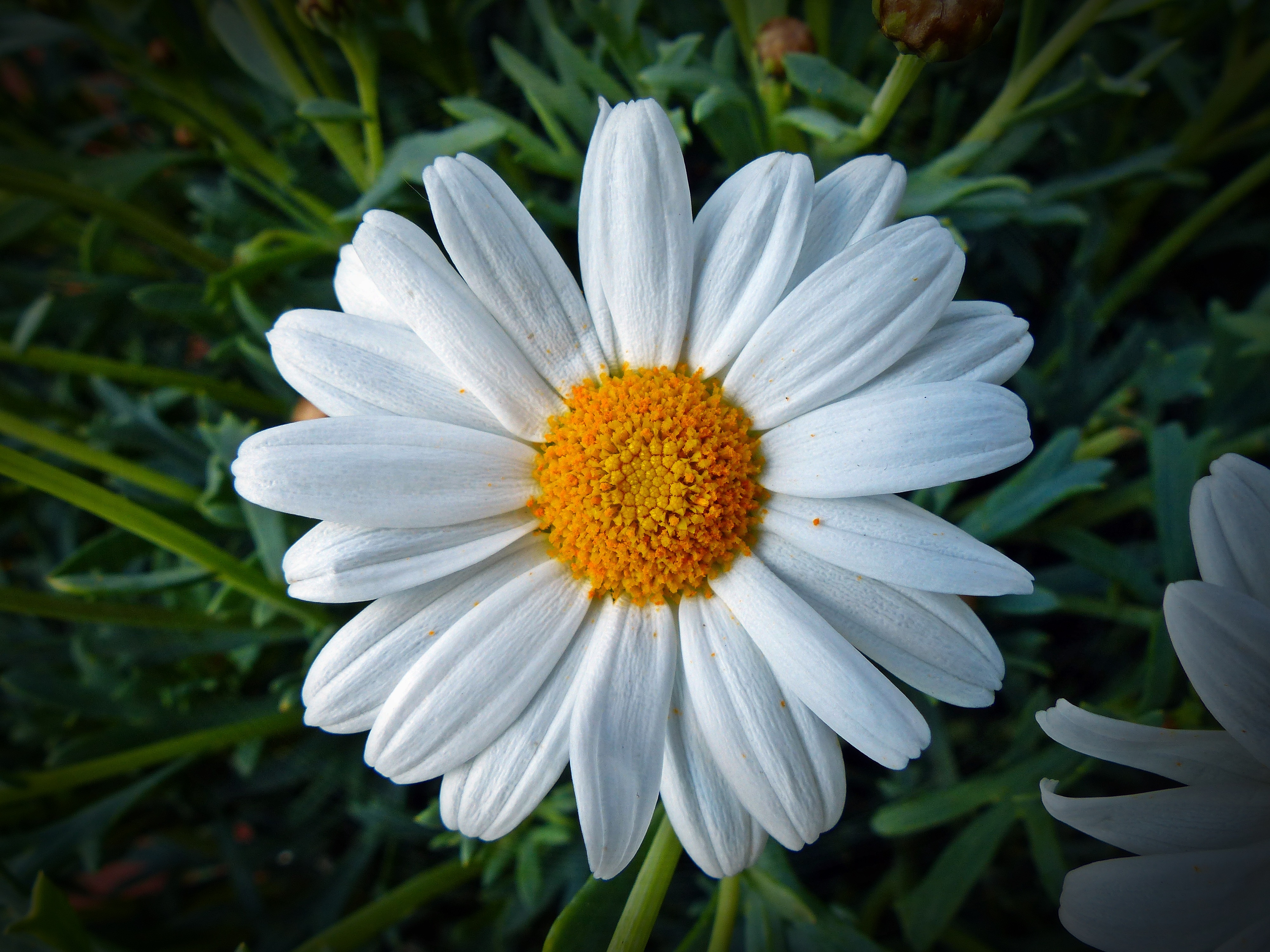 Desktop HD wallpaper: Flowers, Camomile, Flower, Petals, Chamomile free dow...
