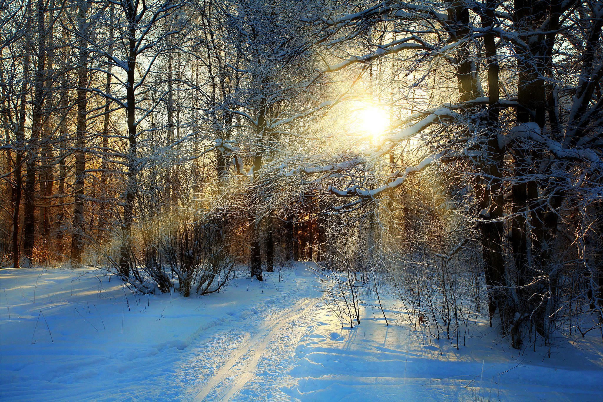 Картинки Зима В Лесу