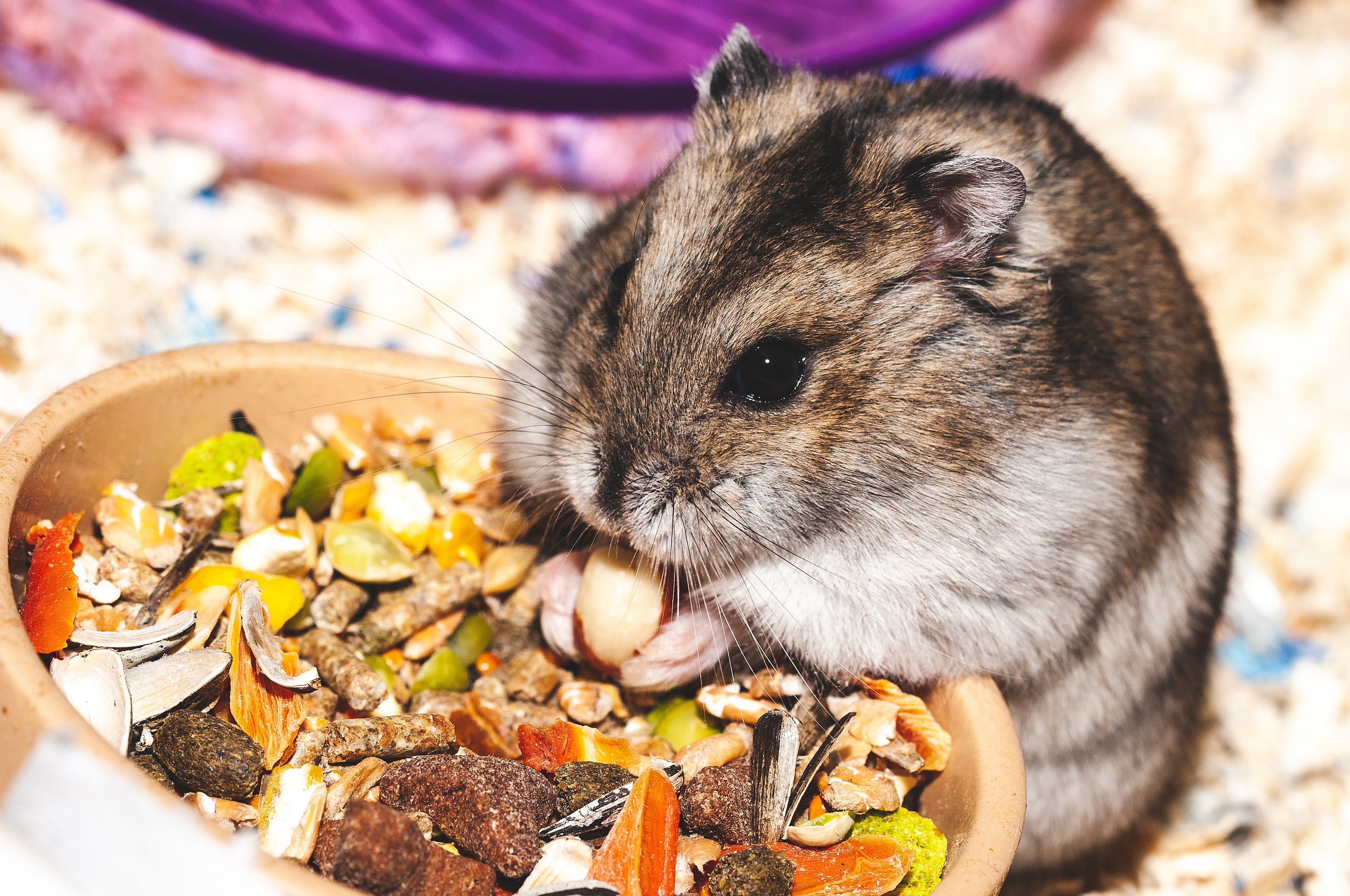 Desktop HD wallpaper: Funny, Animals, Nice, Sweetheart, Rodent, Eat, Hamste...