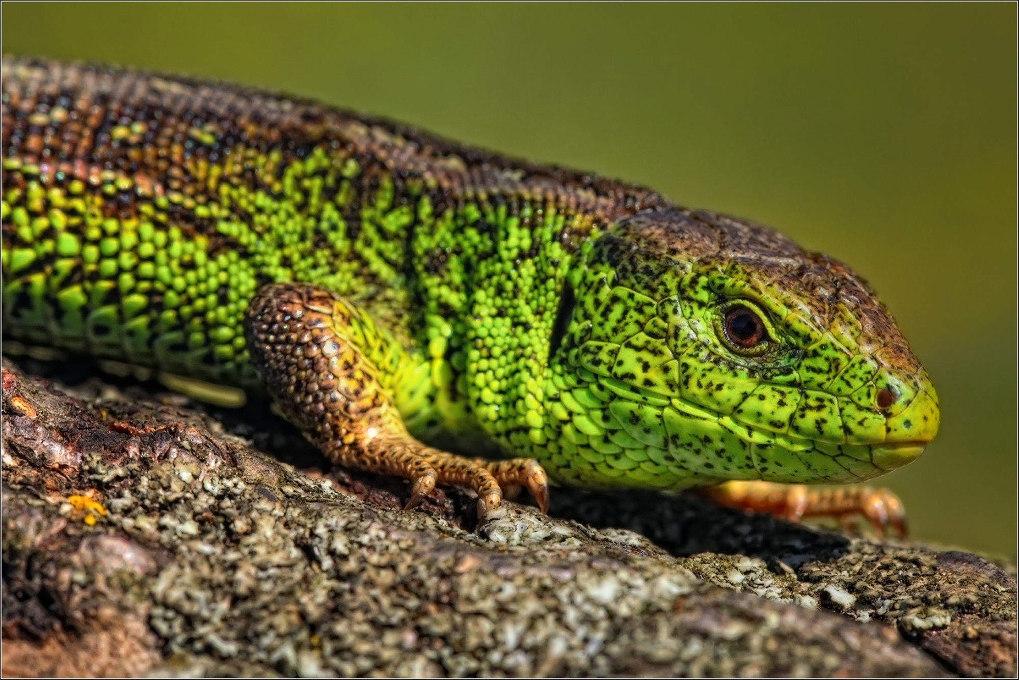 Phone wallpaper: Animals, Color, Sight, Opinion, Lizard, Reptile free downl...