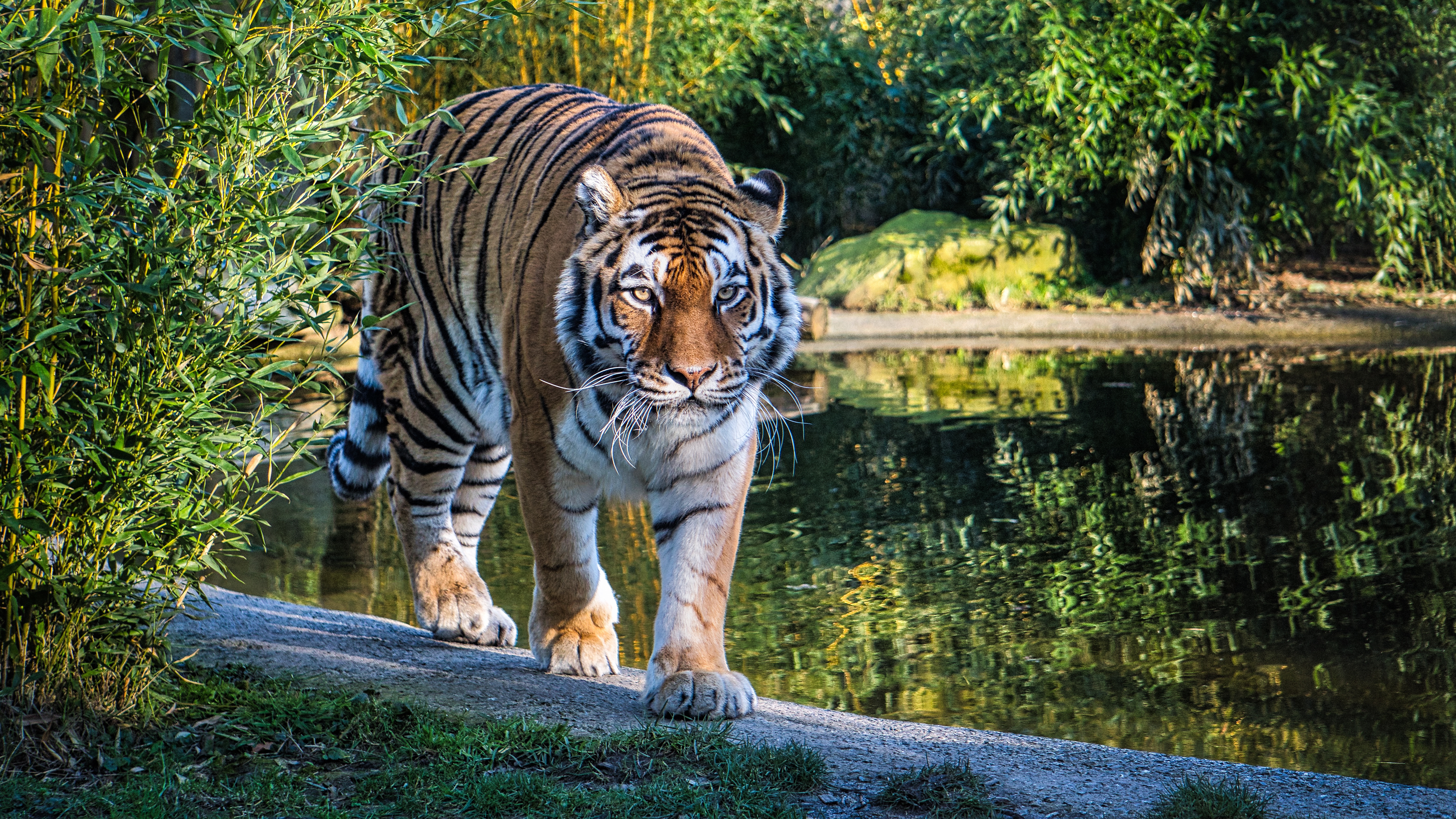 Cuál es el tigre más grande