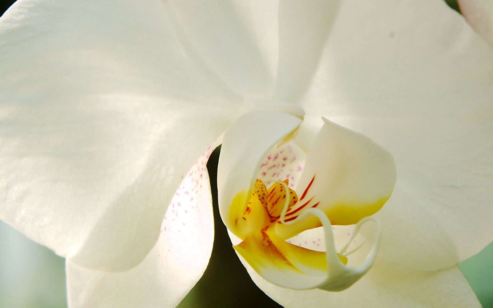Phone wallpaper: Flower, Macro, Petals, White Orchid free download #138015.