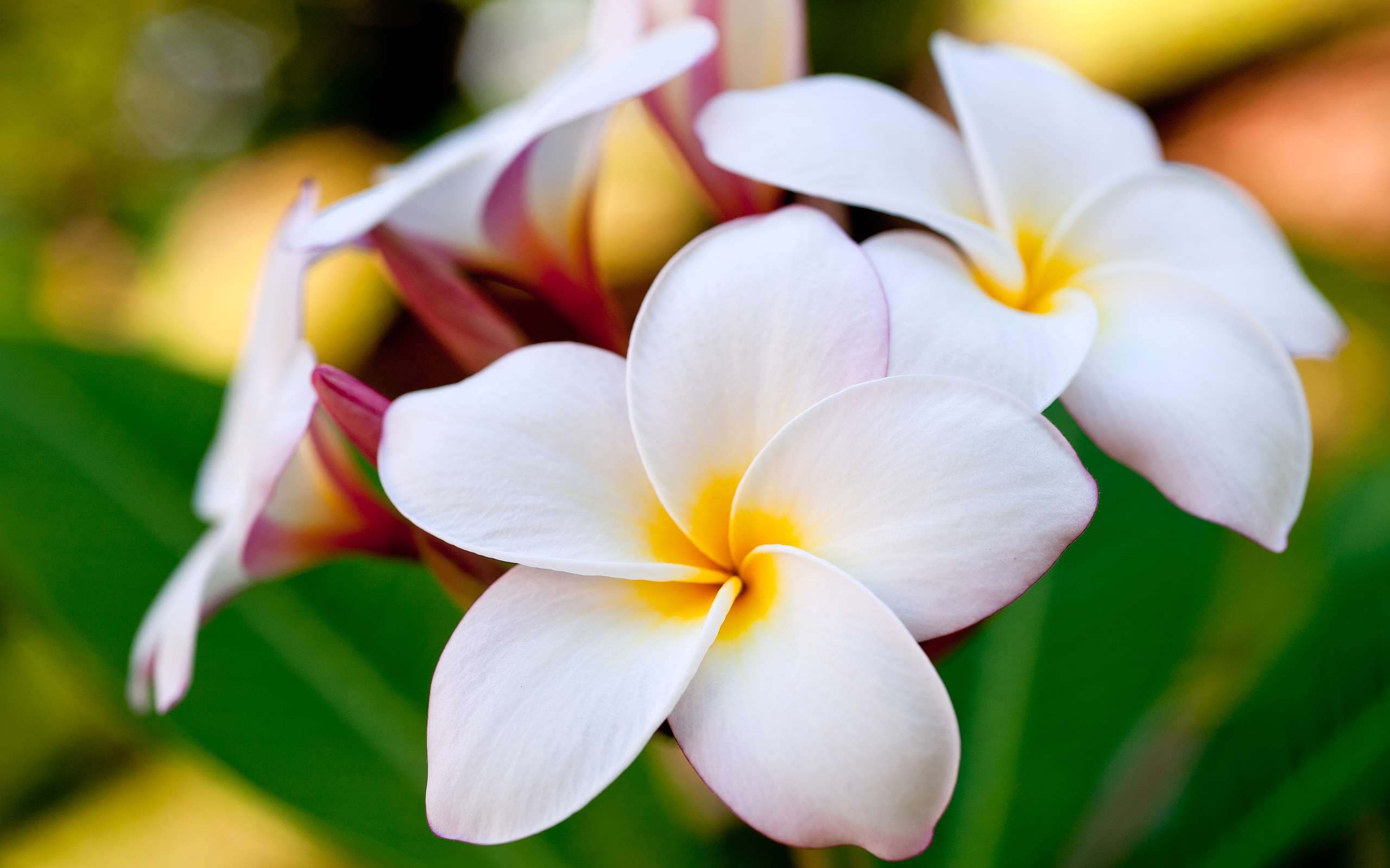 Plumeria Flower White Background