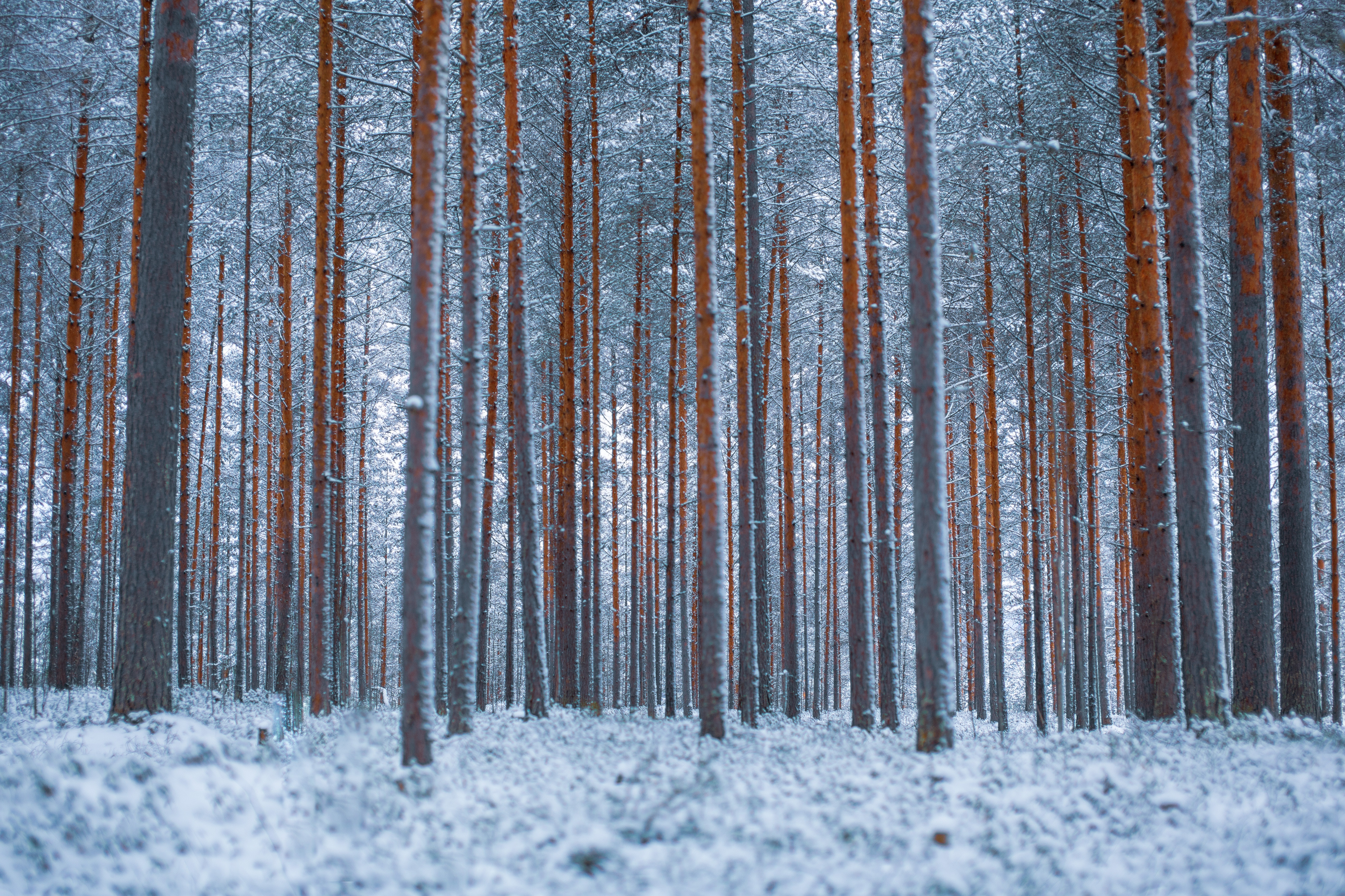 Сосновый лес в снегу