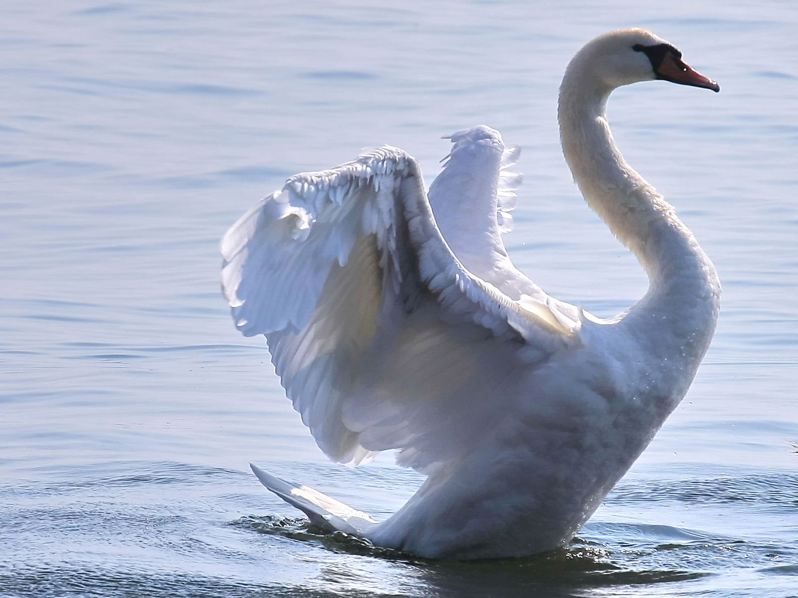 Лебедь Swan