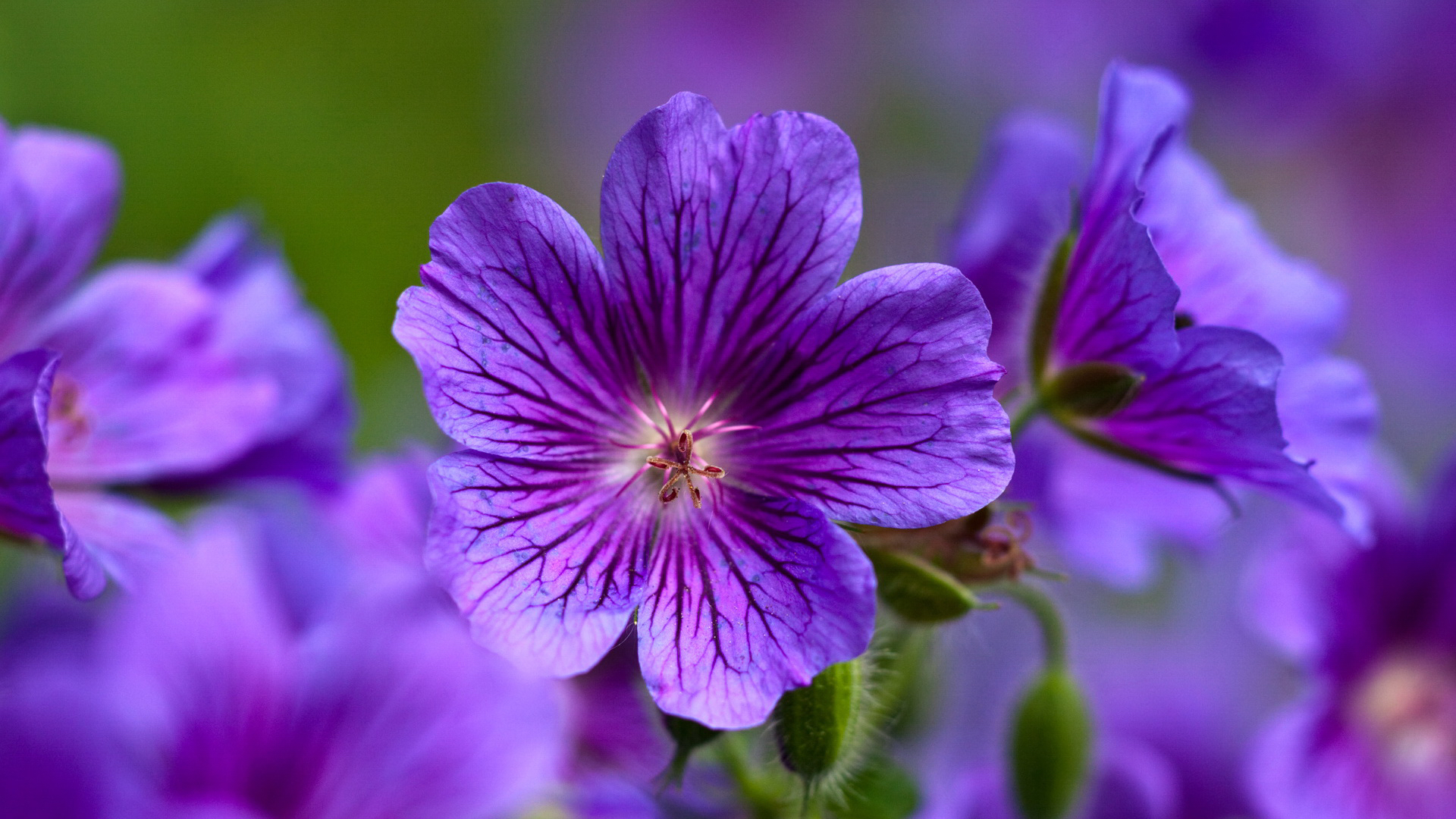 Phone wallpaper: Plants, Flowers, Violet free download #40293.