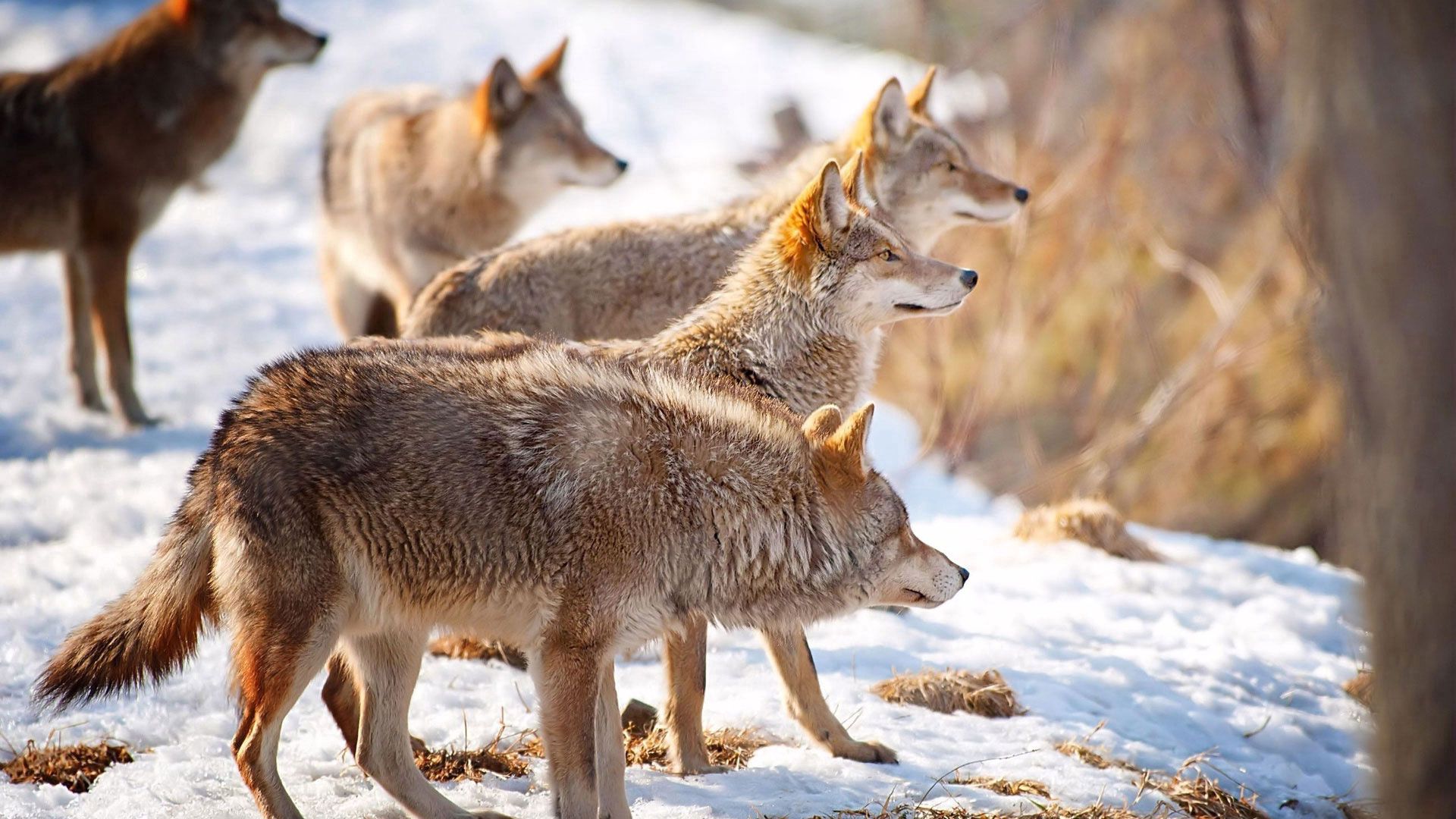 Desktop HD wallpaper: Animals, Wolfs, Winter, Snow, Flock, Hunting, Hunt fr...