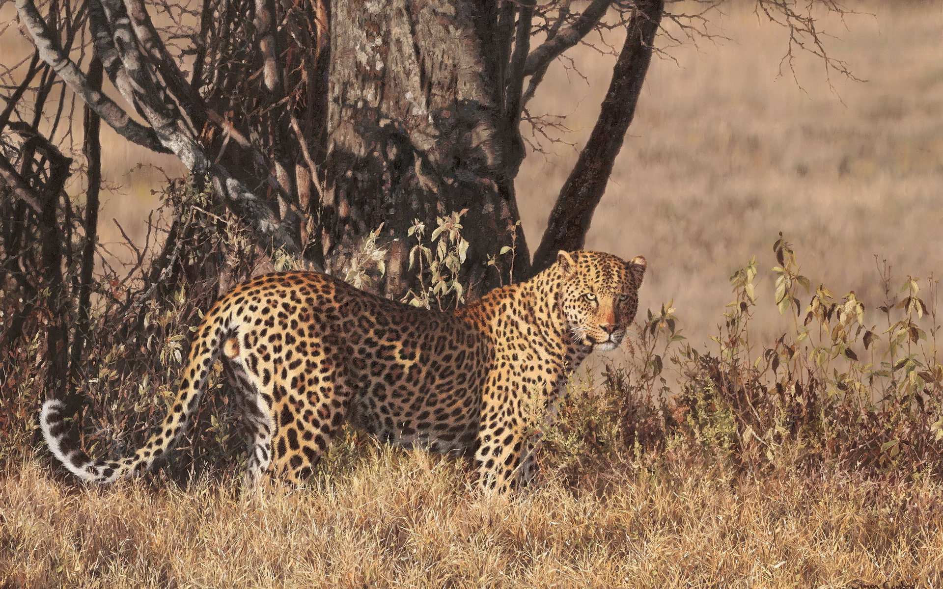 Животные Африки саванны Африки леопард