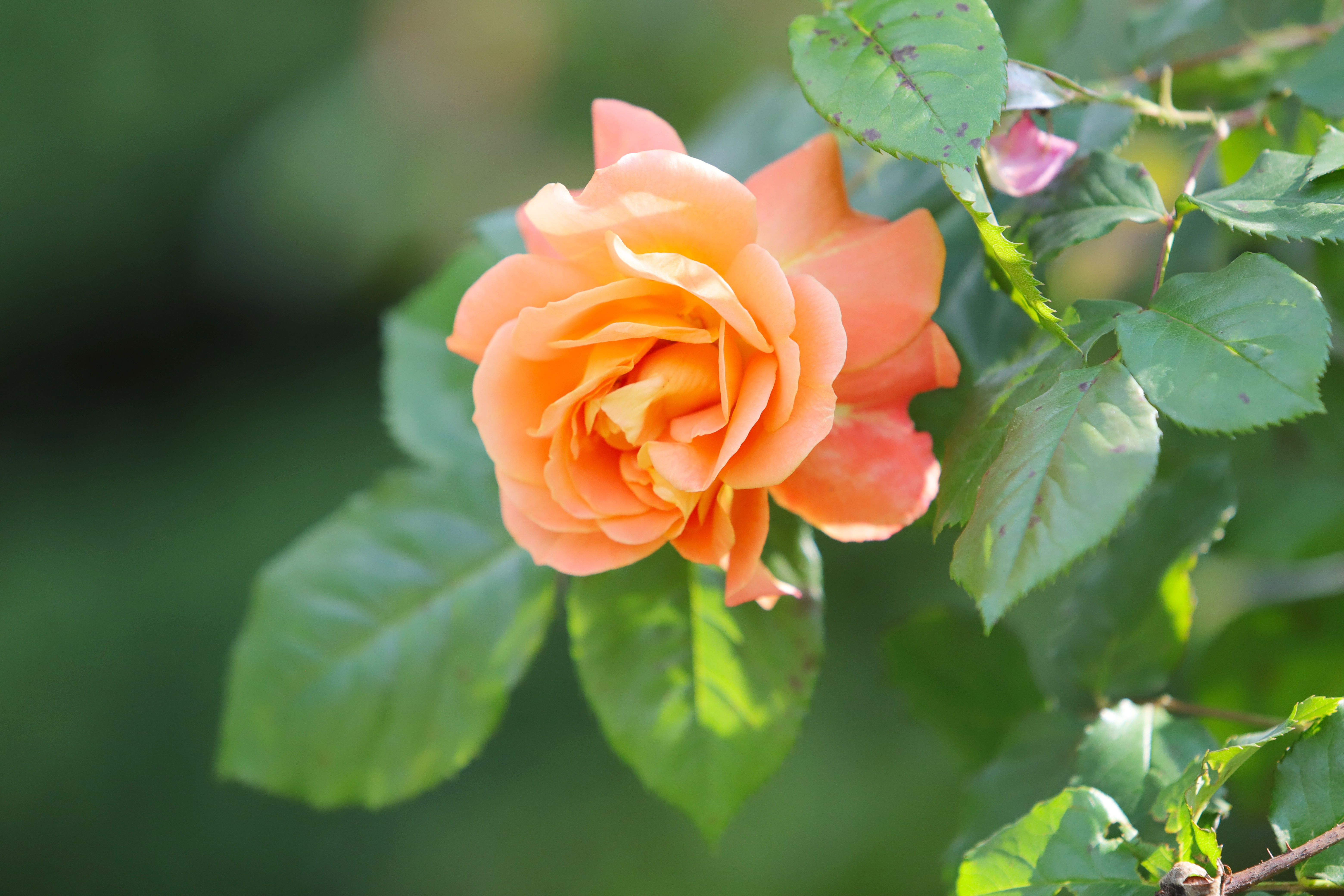 Оранжевые розы фото высокого разрешения