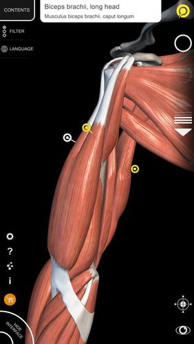 Screenshots of Muscle | Skeleton - 3D atlas of anatomy program for Android phone or tablet.