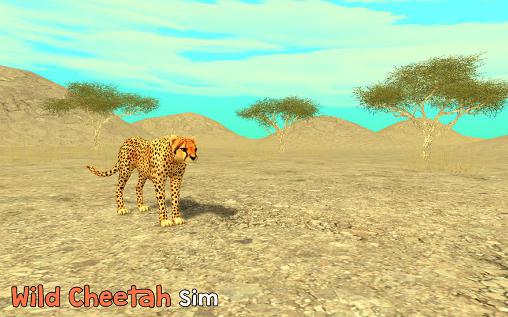 Wild cheetah sim 3D poster