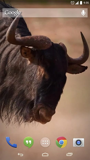 Screenshots von African animals für Android-Tablet, Smartphone.