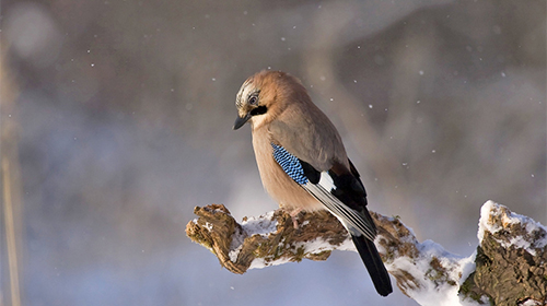 Як виглядають живі шпалери Animals and birds.