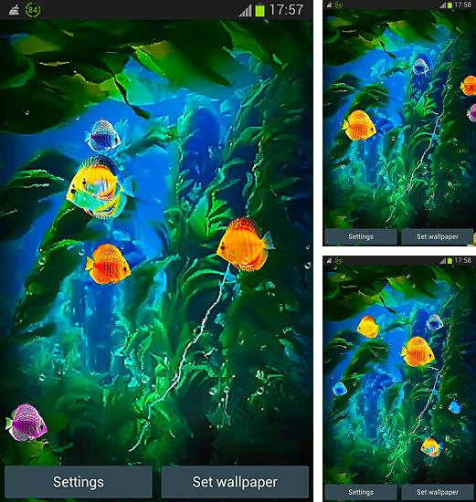 Zusätzlich zum Live Wallpaper Niedlicher Schneemann für Android Mobiltelefone und Tablets, können Sie auch Aquarium 3D by Pups apps, Aquarium 3D kostenlos herunterladen.