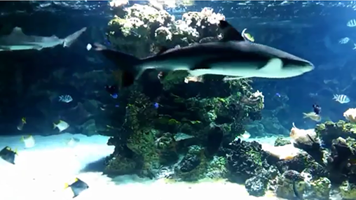 Écrans de Aquarium with sharks pour tablette et téléphone Android.