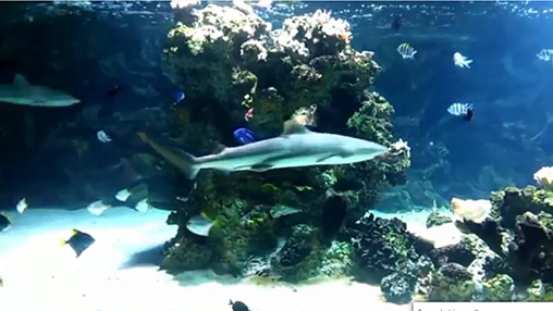 Screenshots of the Aquarium with sharks for Android tablet, phone.