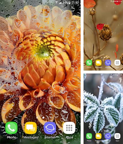 Autumn and winter flowers - бесплатно скачать живые обои на Андроид телефон или планшет.