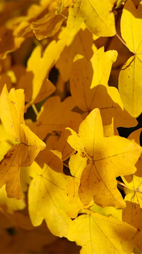 Screenshots of the Autumn by Live Wallpaper HD 3D for Android tablet, phone.