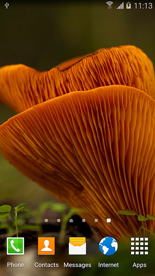 Скріншот Autumn mushrooms. Скачати живі шпалери на Андроїд планшети і телефони.