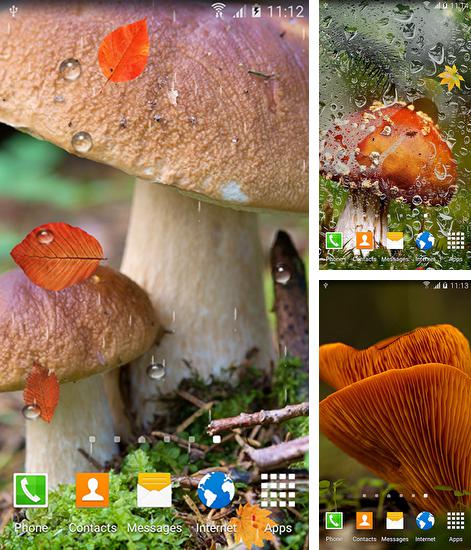 Дополнительно к живым обоям на Андроид телефоны и планшеты Чаепитие, вы можете также бесплатно скачать заставку Autumn mushrooms.