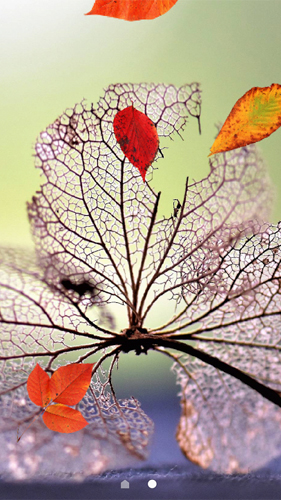 Screenshots of the Beautiful autumn for Android tablet, phone.