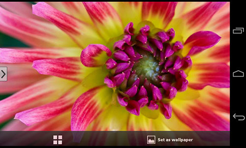 Геймплей Beautiful flowers для Android телефона.