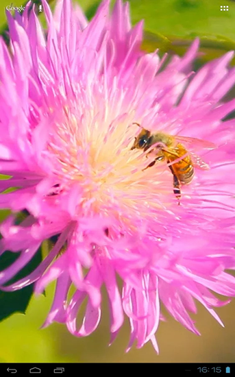 Bee on a clover flower 3D - бесплатно скачать живые обои на Андроид телефон или планшет.